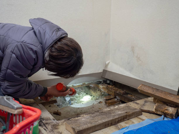 Reliable Kahului, HI Mold Removal Solutions